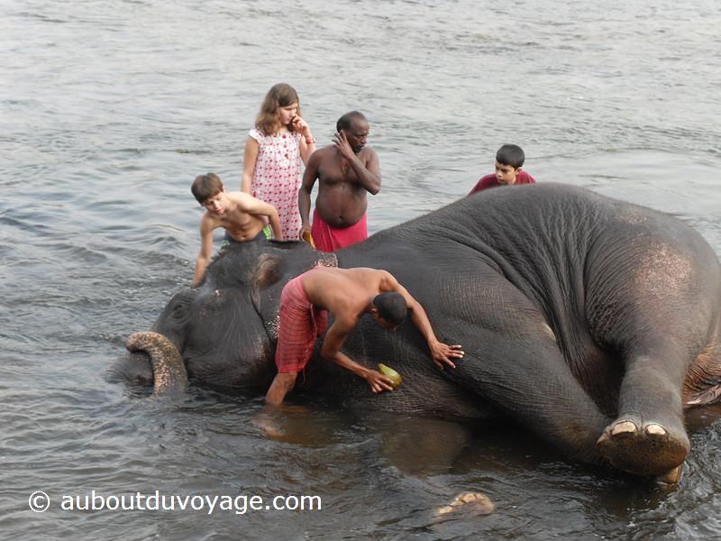 Inde du sud bain éléphants
