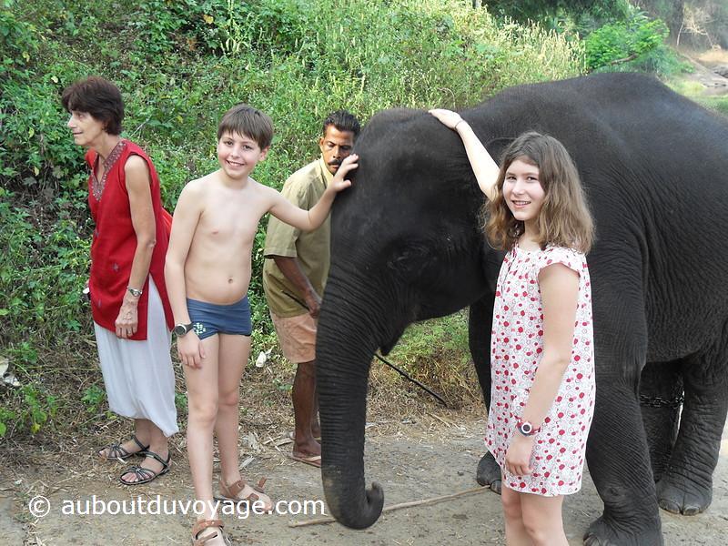 Inde du sud éléphant jumeaux
