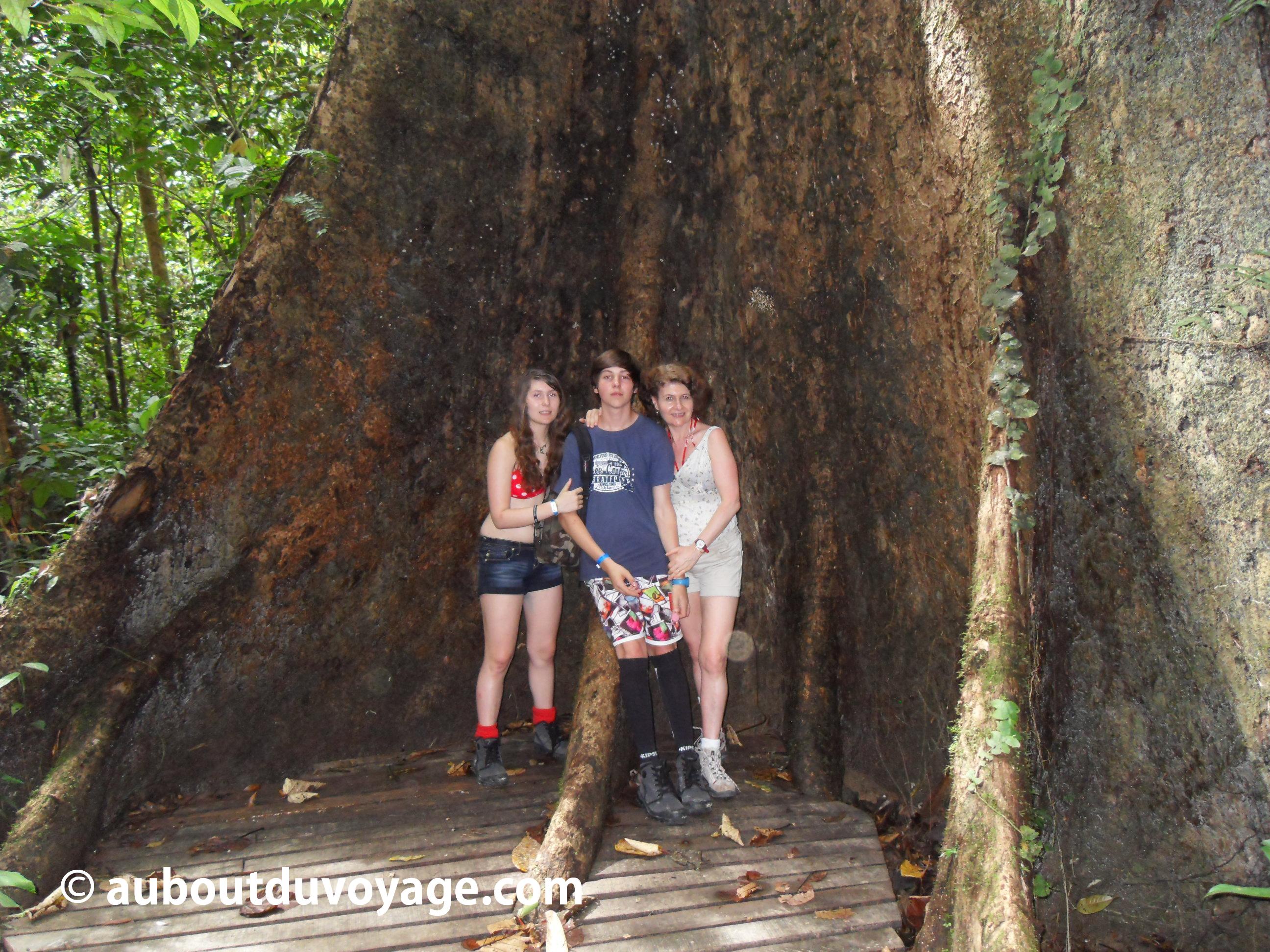 Parc national Bako Bornéo arbre géant